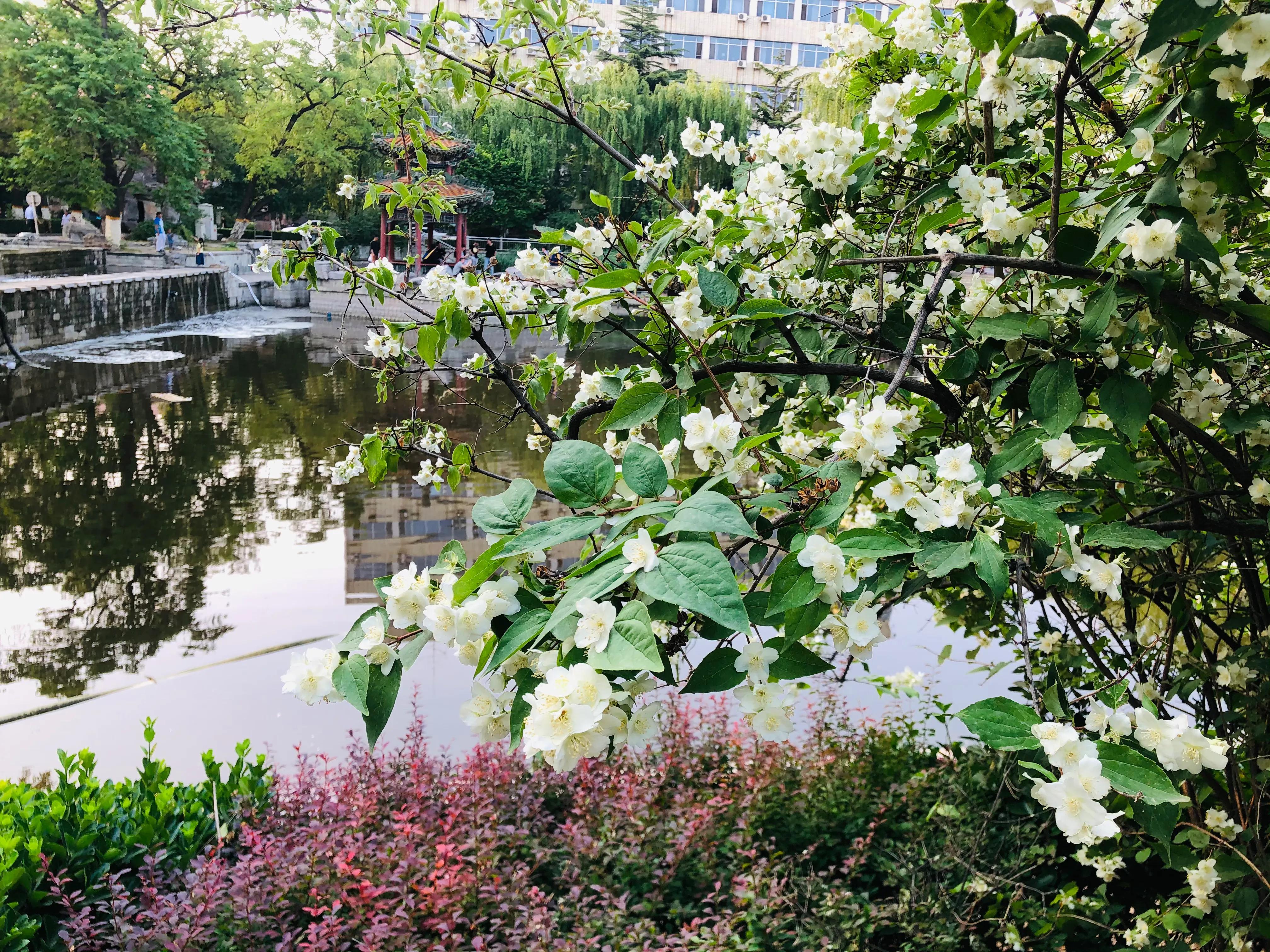 具有传奇故事的太平花你听说过吗？见过吗？