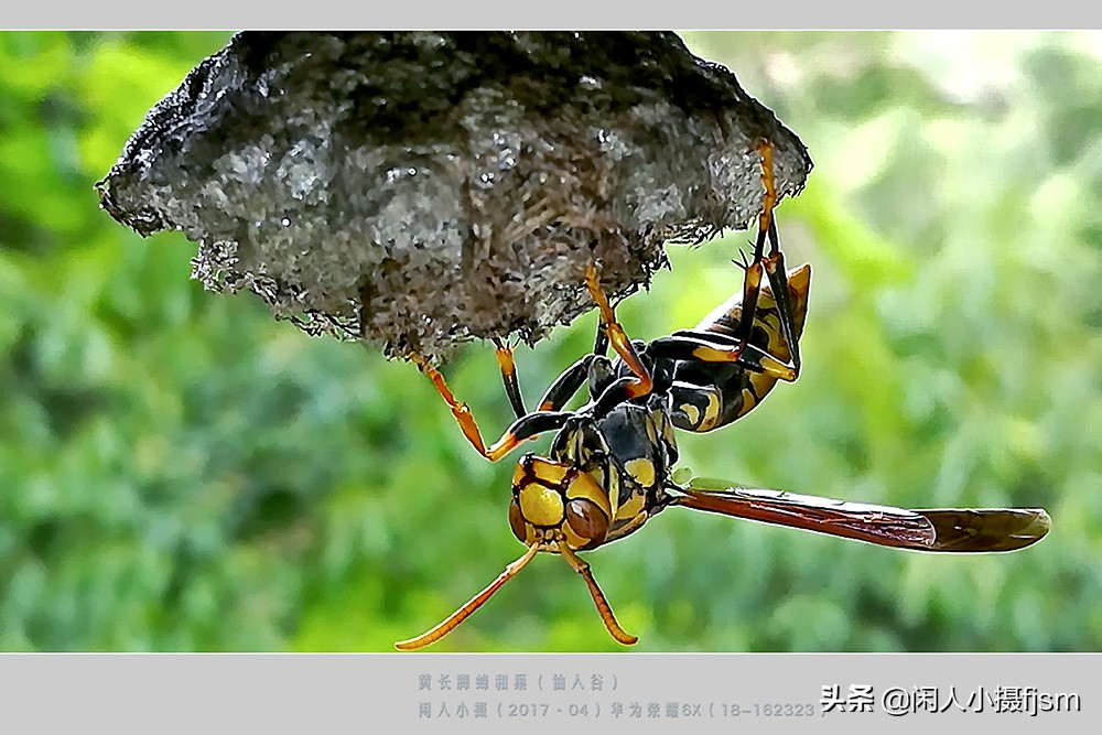 摄影图文：“秋天莫惹胡蜂”,几种常见的胡蜂