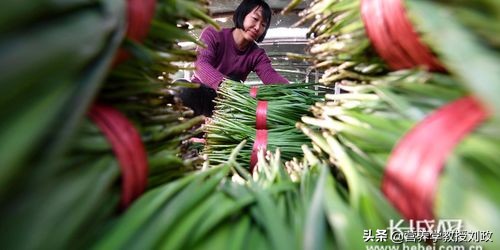 春天得吃点春韭,吃春韭