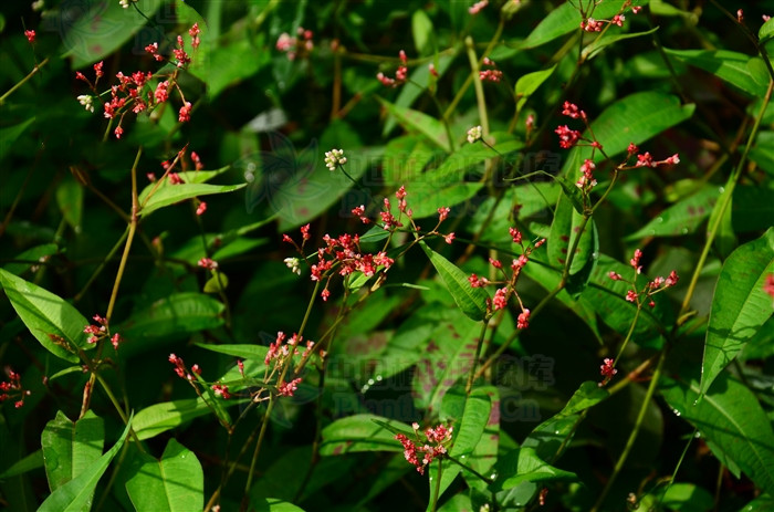 雀翘,润燥止痒药能治带状疱疹痒吗