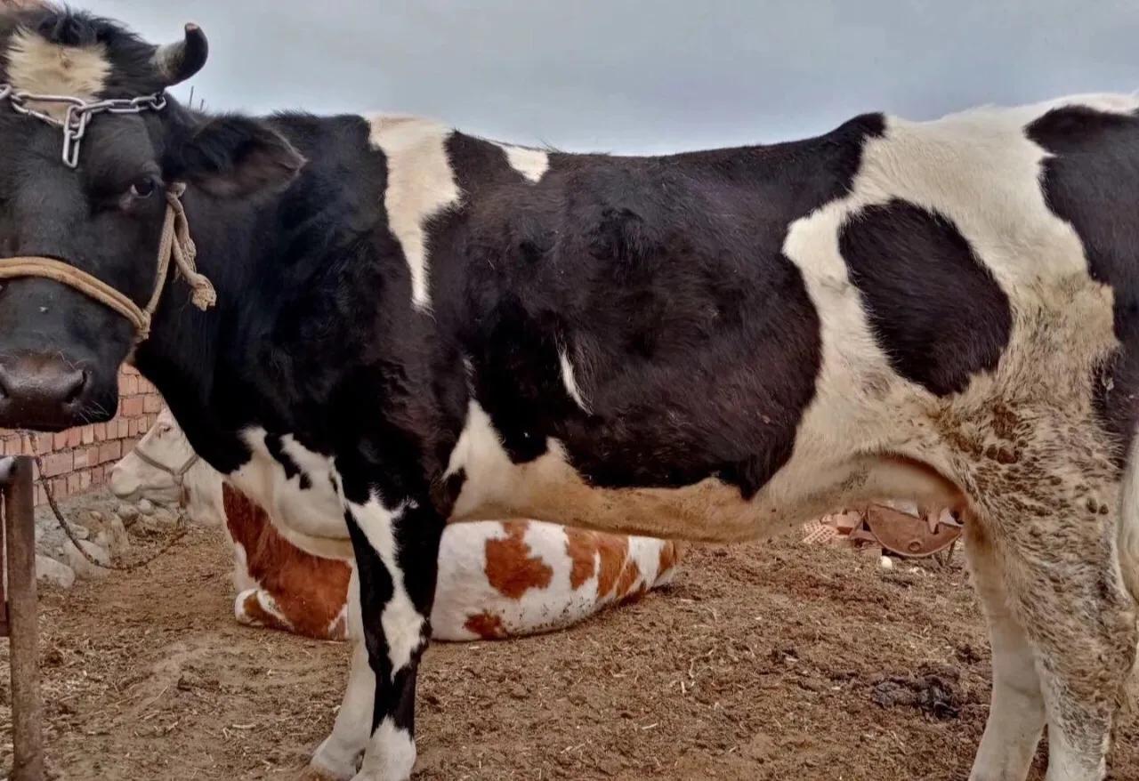 如何提高母牛利用率,怎样提高母牛的生殖能力