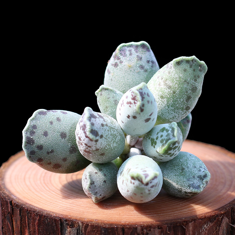 相似动物的花有哪些,稀奇古怪的动物花图片