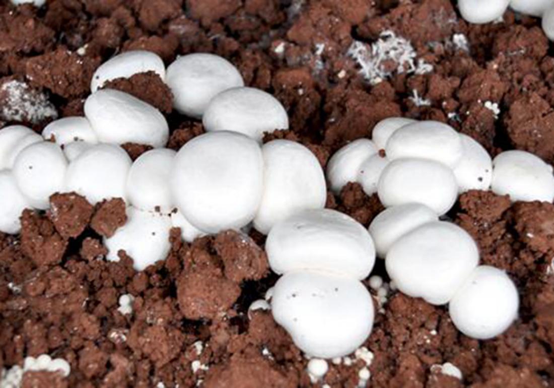 蘑菇的种植和繁殖,蘑菇种植如何配制基料