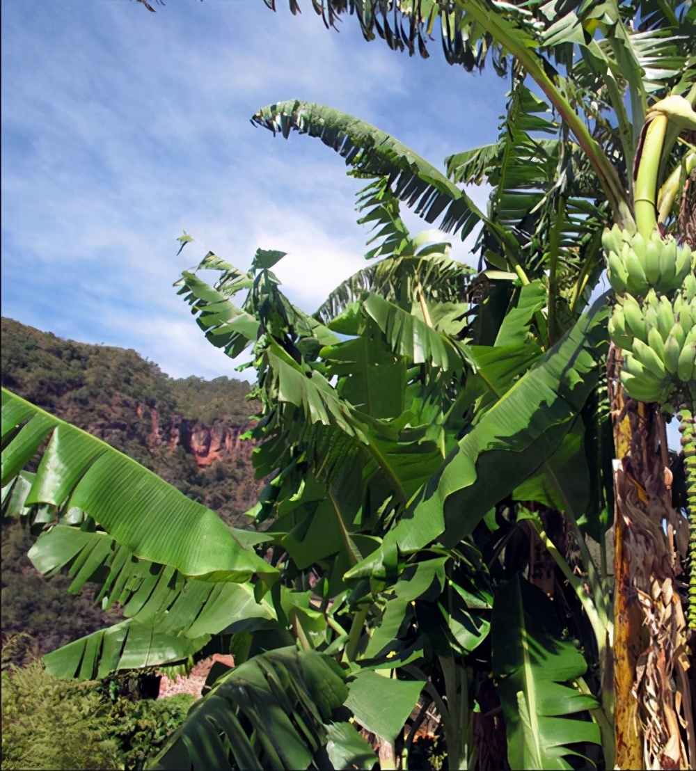 芭蕉树香蕉树的区别,芭蕉树和香蕉树的区别