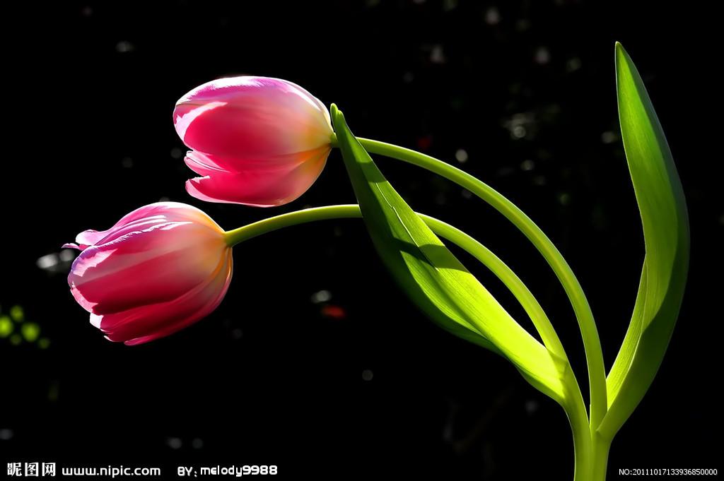 用郁金香表白语录,关于郁金香表白的浪漫句子