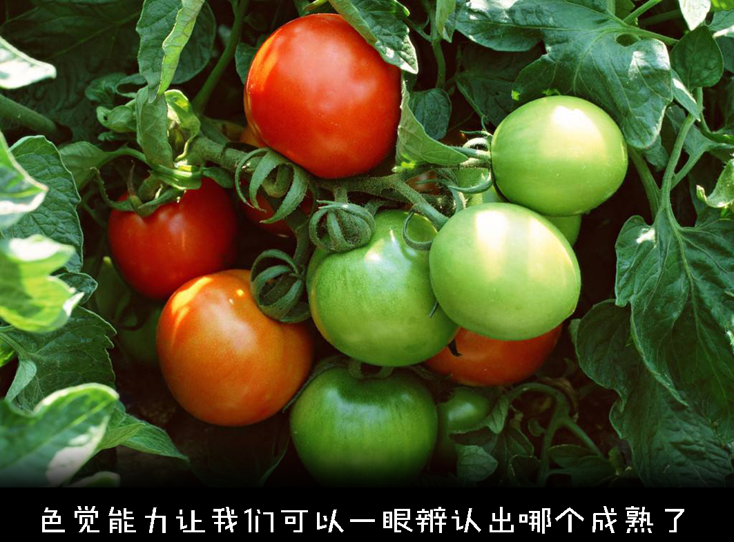 色盲悖论是什么，如何解释才能不留BUG？带你深入认识色盲