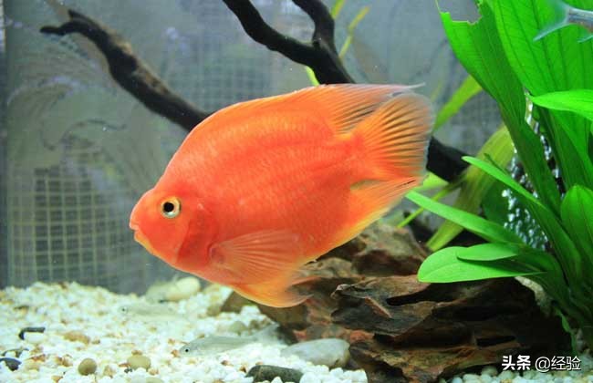 鹦鹉鱼水温多少度最好,鹦鹉鱼水温多少度最佳