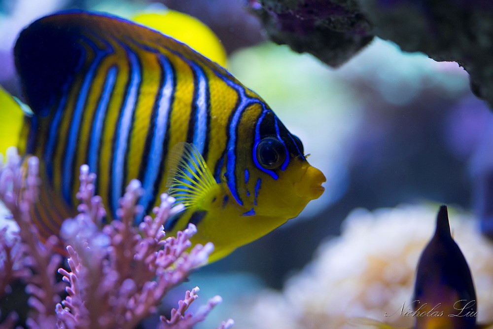 经典海水礁岩生态缸分享，180×120×60厘米三面观赏海缸