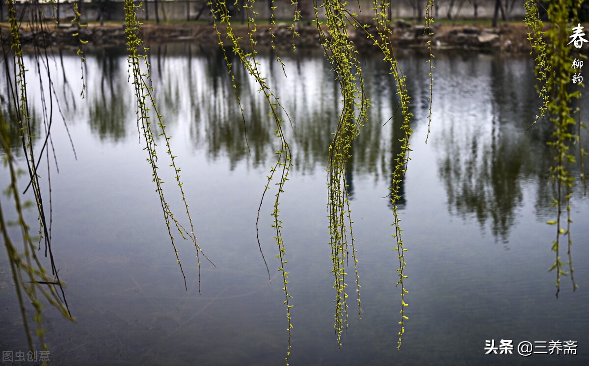 诗词经典赏析咏柳贺知章,咏柳贺知章儿童版古诗讲解