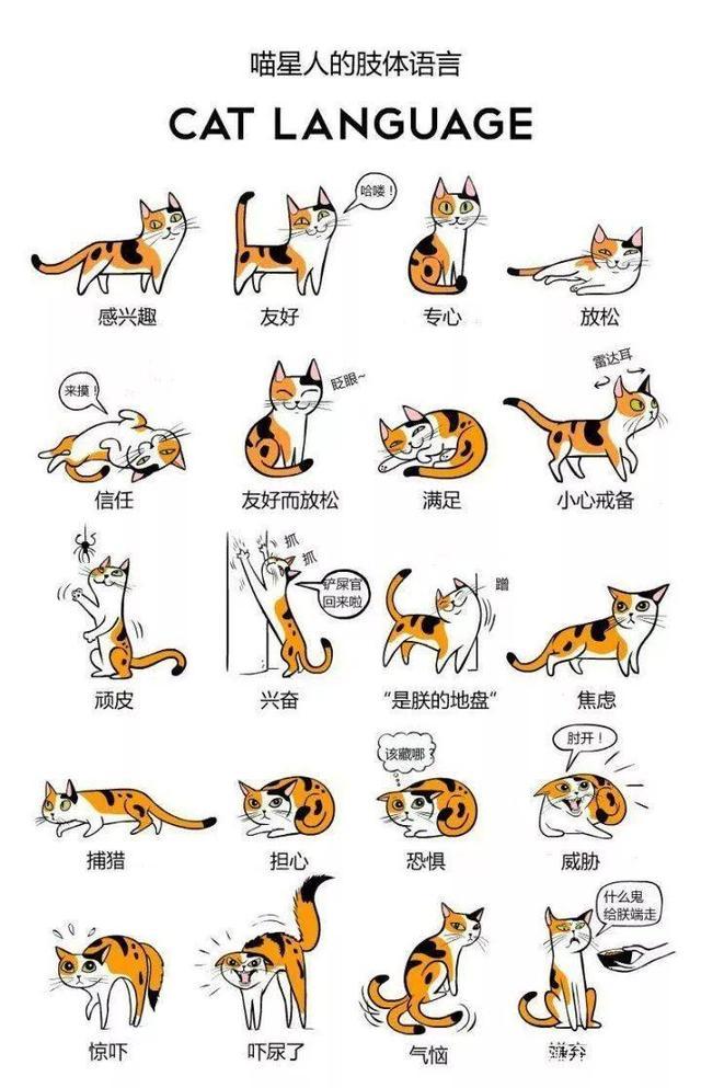 猫咪的尾巴造型分别代表什么,一张图看懂猫的行为