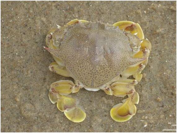 看图识海鲜，这些水产海鲜你都认识吗？