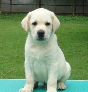 导盲犬是世界上最乖的犬吗,唯一能当导盲犬的狗