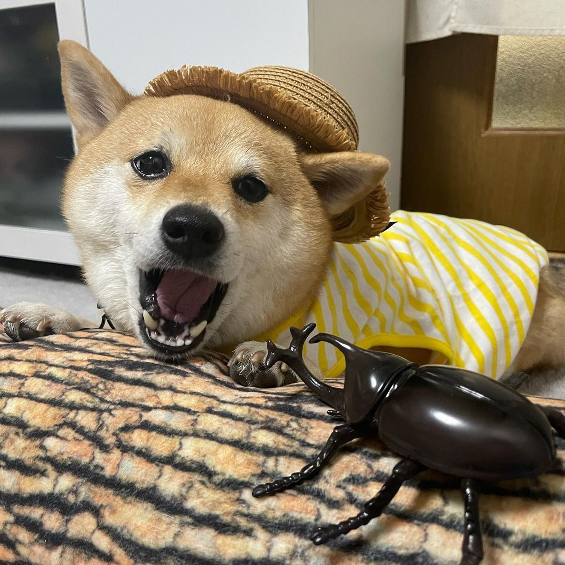 被砖头压住了!影帝柴犬超入戏25个连自己也骗倒的瞬间