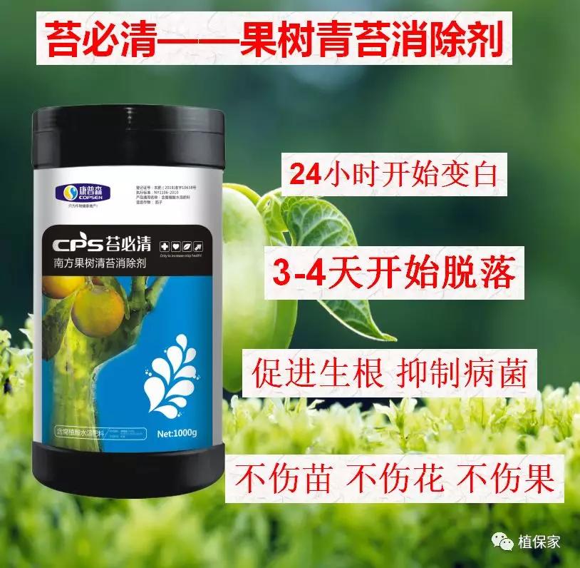 果树青苔可以刷吗,果树青苔最怕什么