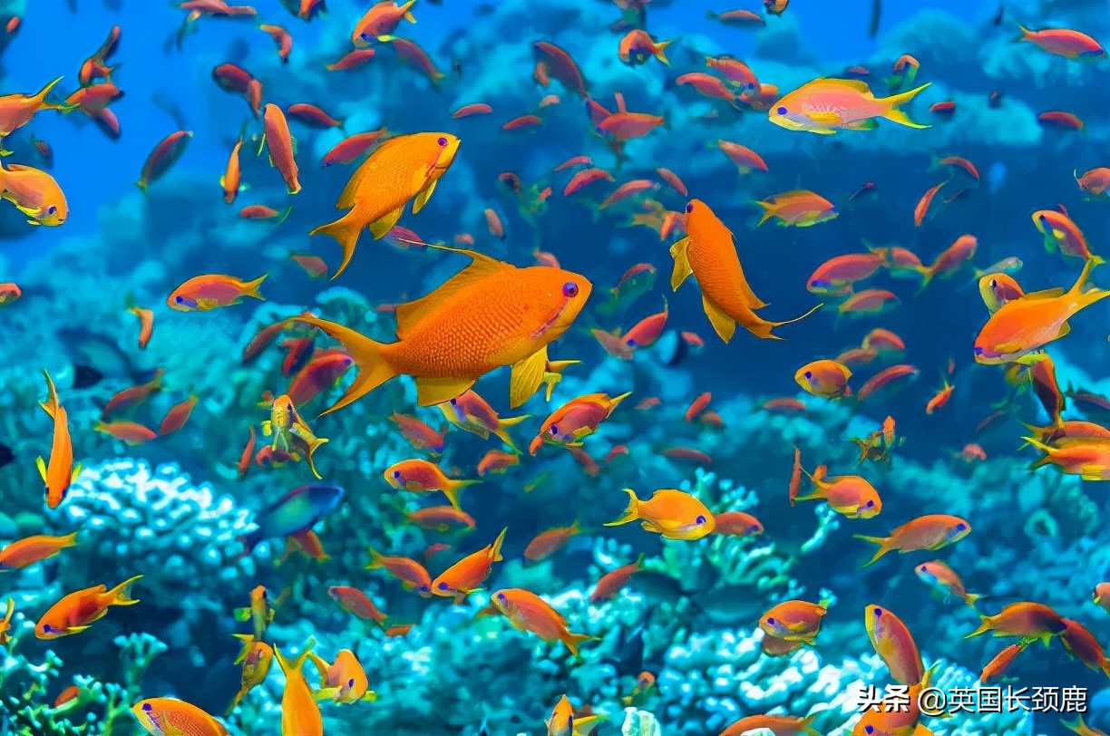 羊驼忧郁症,羊驼抑郁症治疗