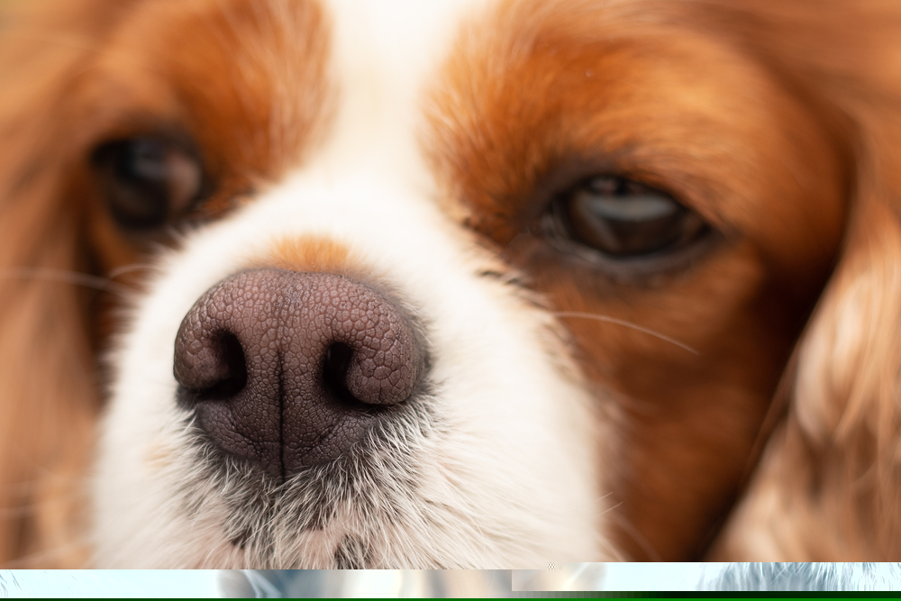 狗子鼻子干裂了怎么办,为什么狗子的鼻子干干的