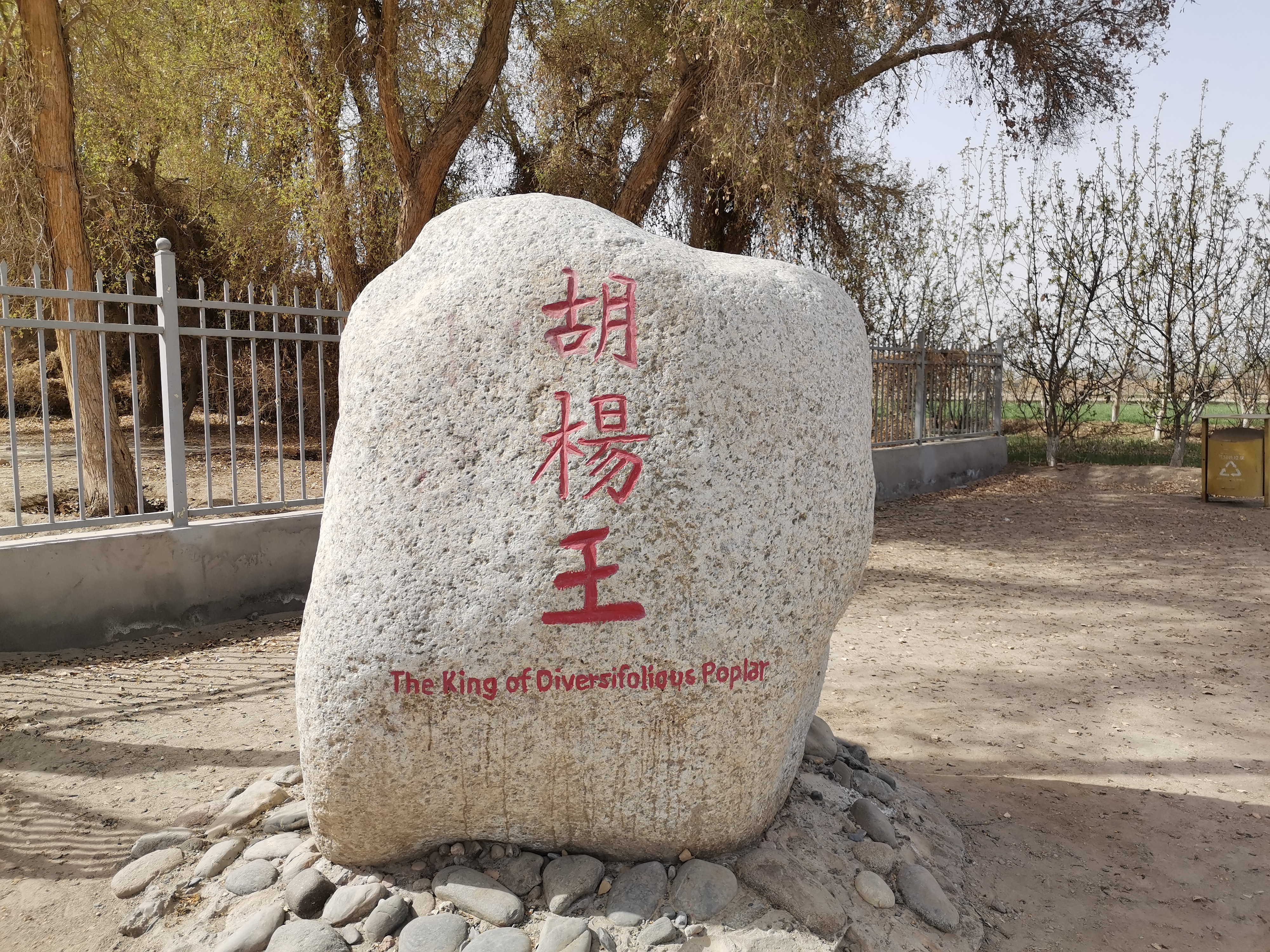 新疆的千年胡杨树,新疆千年胡杨林胡杨王