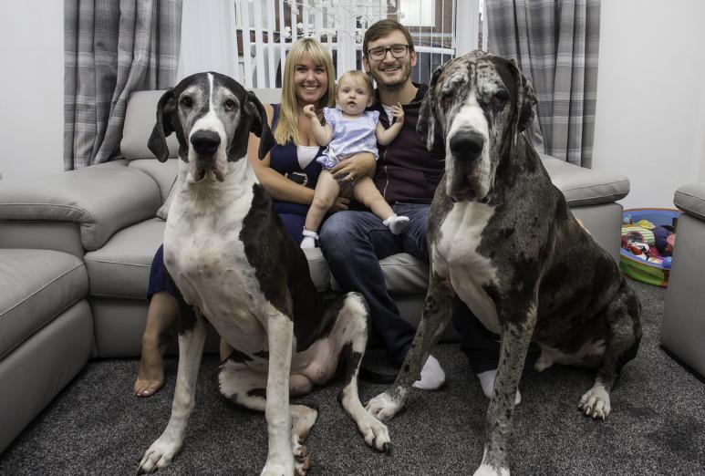 巨型犬类性格最好的狗,最好的七种狗大型犬凶猛