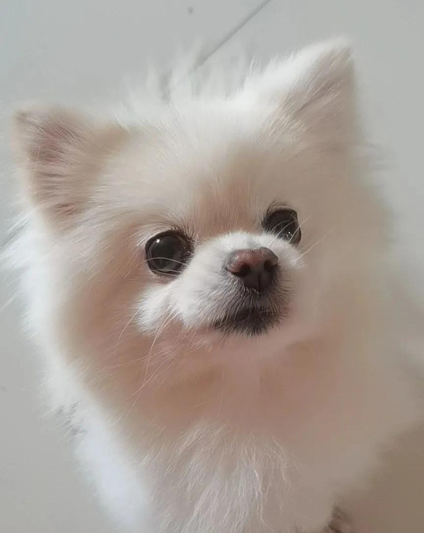 繁殖犬悲惨的下场,一只繁殖犬的悲惨生活