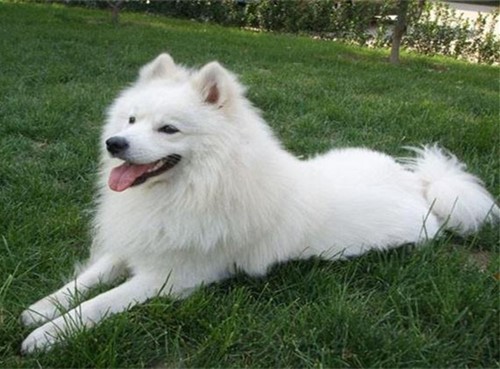 金毛和萨摩耶哪个掉毛严重,萨摩耶掉毛有多厉害