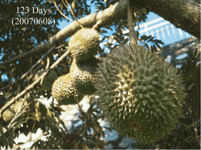 赌王派私人飞机买,蔡少芬怀孕也痴迷,凭啥它让*欲人**罢不能?