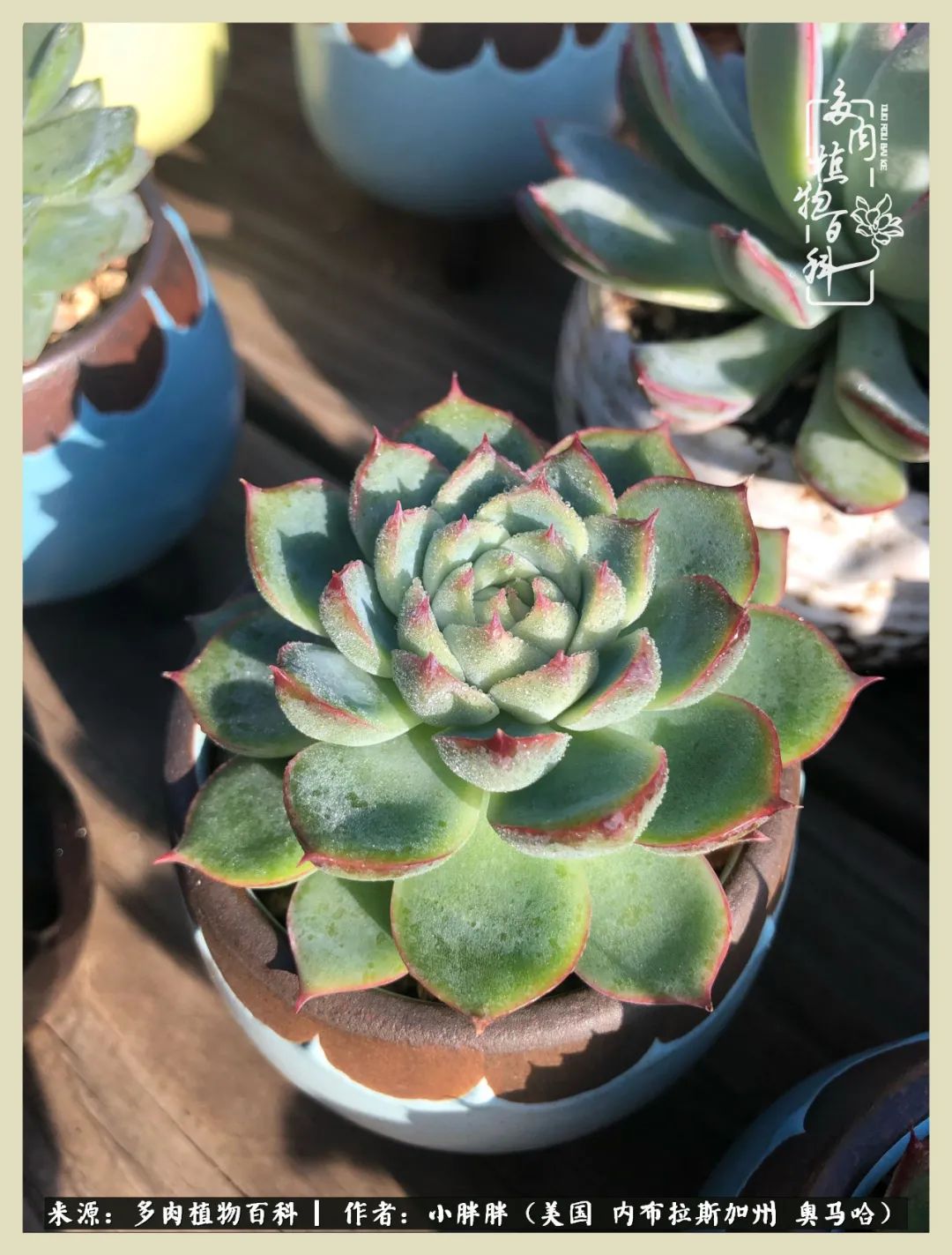 多肉小白入坑攻略,多肉中的鄙视链