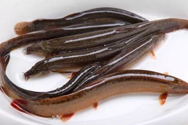 泥鳅养殖技术教学,华农园特大泥鳅养殖