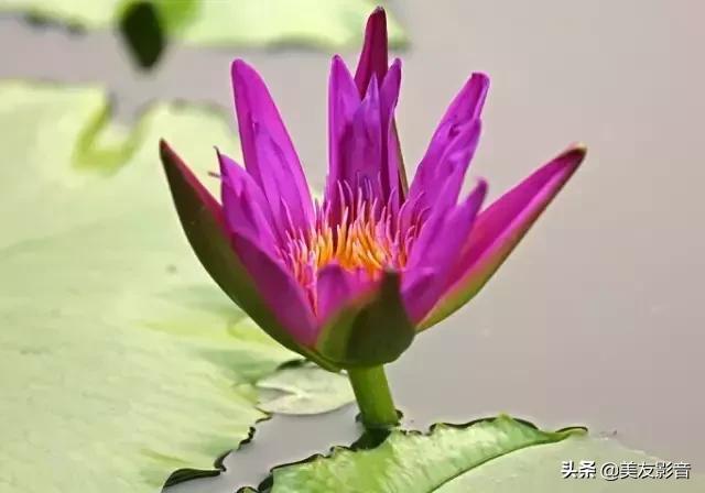 江南可采莲莲叶何田田全诗讲解,有关莲的古诗词大全