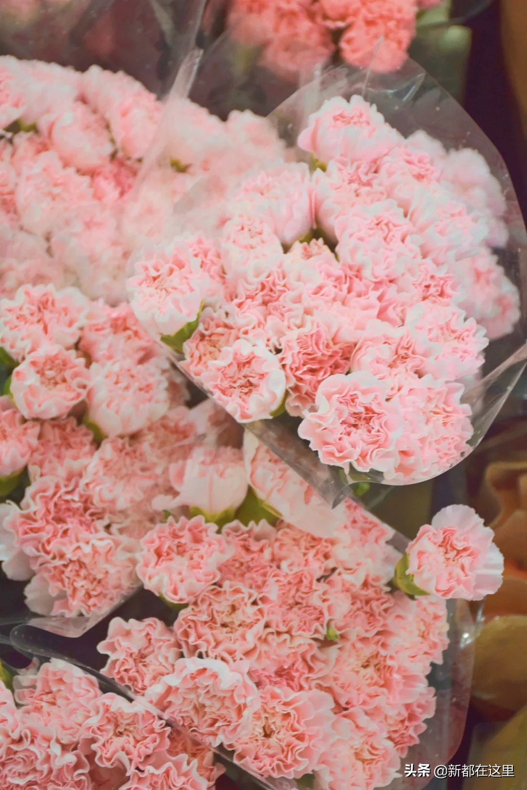 三圣花卉市场正规吗,三圣乡花卉市场今日现状