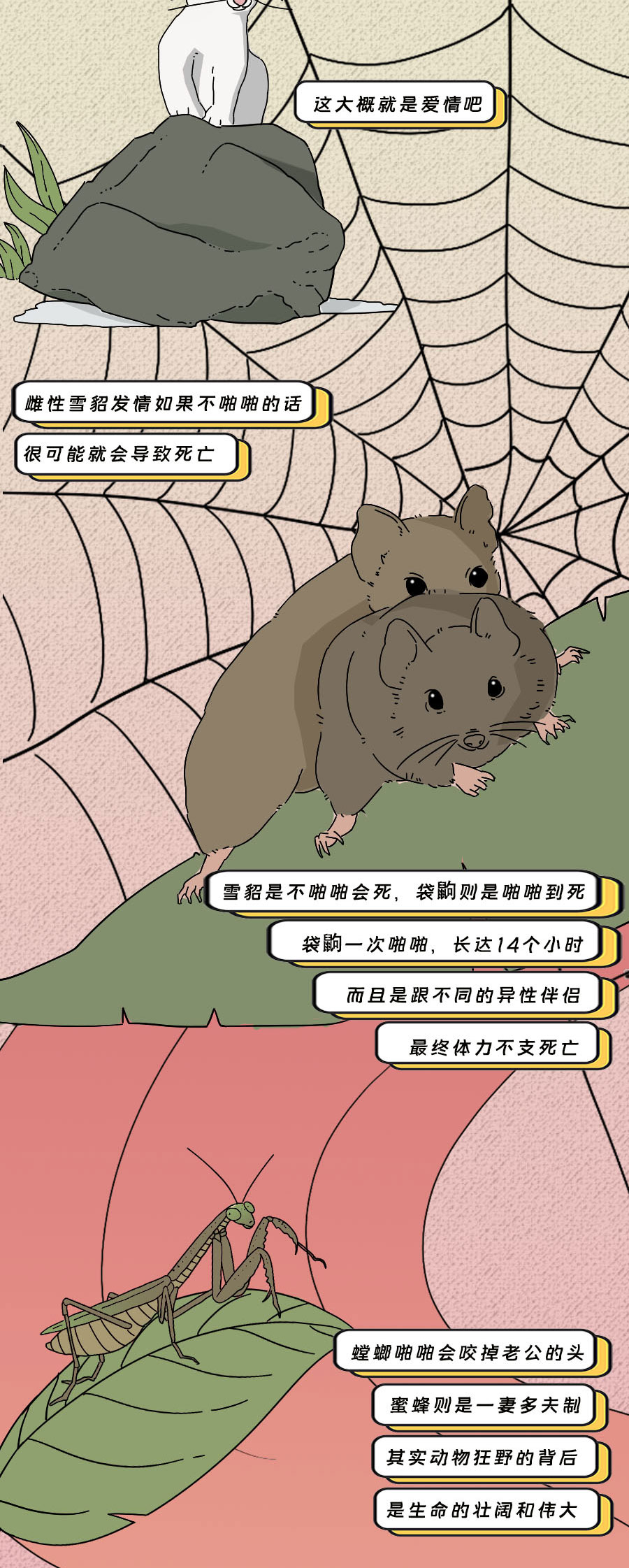 那些羞羞的事:动物是如何啪啪啪的?