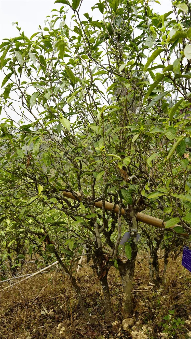 冰岛五寨哪个寨的冰岛茶最好,冰岛五寨普洱茶的口感