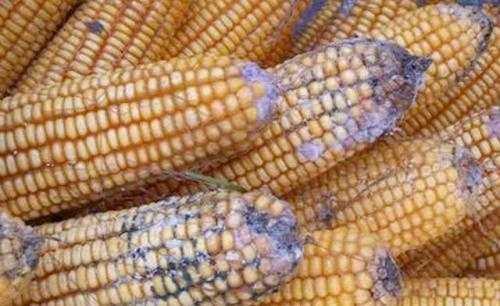 鸡拉黑稀便是什么病症,鸡拉黑粪便怎么治疗