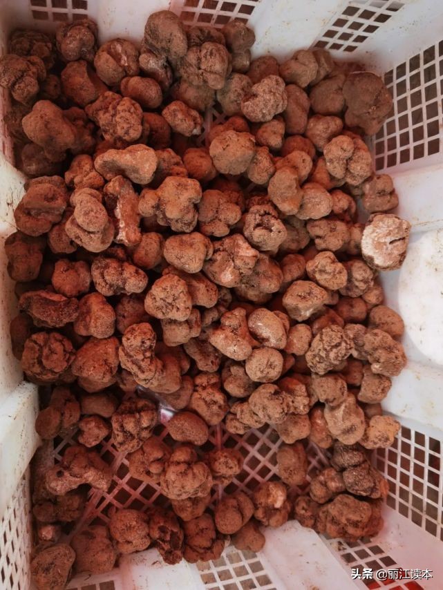 瓜瓜豆豆的视频,瓜瓜豆豆视频