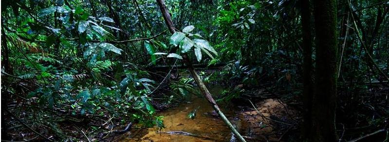 有模仿能力的鸟有哪些,一种鸟模仿70多种声音