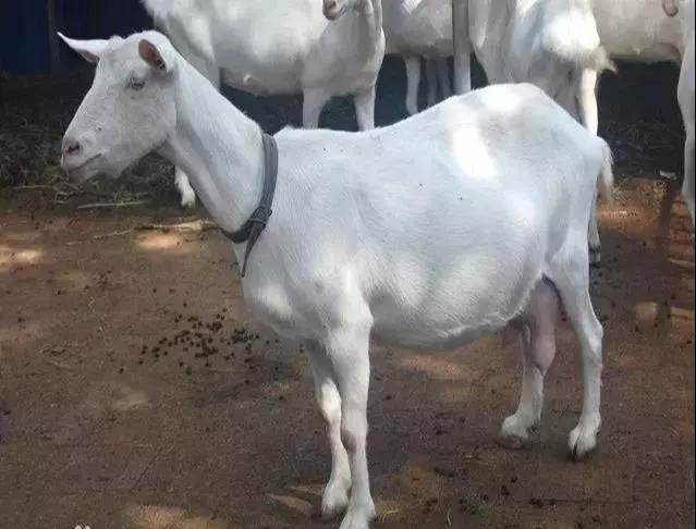 奶质最好的奶山羊品种有哪些,世界奶山羊优秀品种介绍