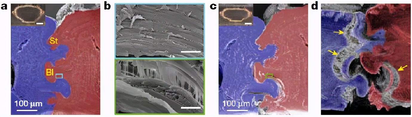 甲虫为什么那么强,压不死的灰色小虫子