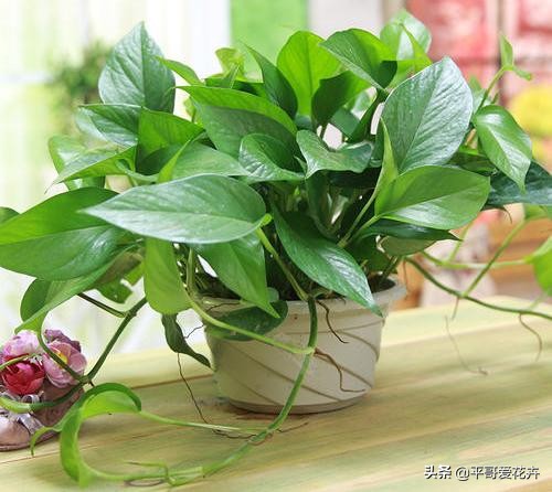 绿萝黄叶别发愁2个妙招帮解决,绿萝黄叶怎么处理有什么好办法