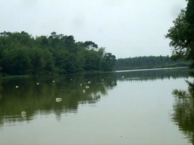 池塘钓野生甲鱼的最佳方法,野生甲鱼的生活习性及钓法