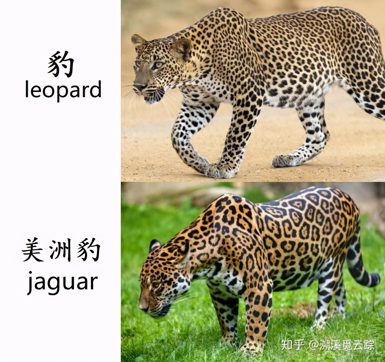 有哪些容易被认错的动物,容易被欺负的动物有哪些