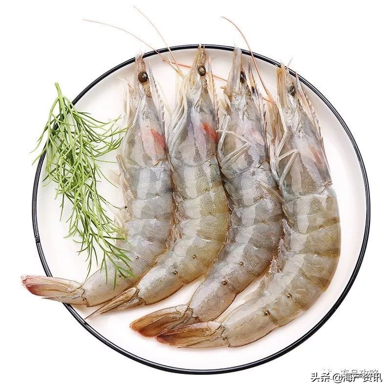 南美白对虾最全知识科普,南美对虾科普知识大全