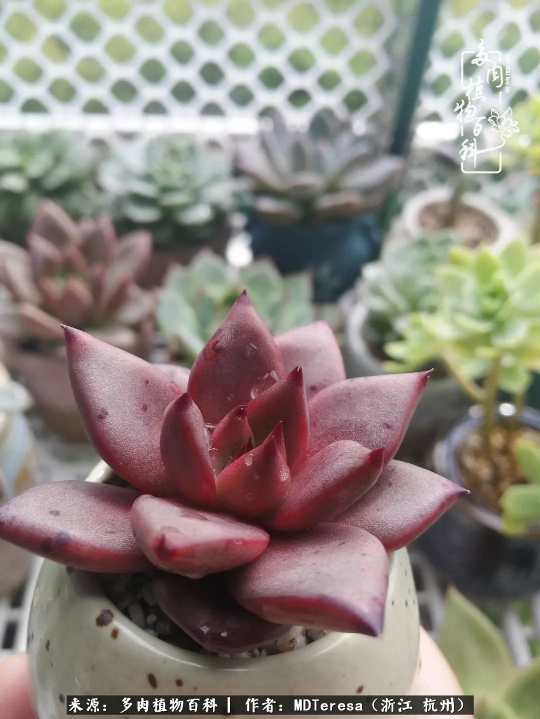 养好能养好的才是王道！期待多肉们的华丽转身