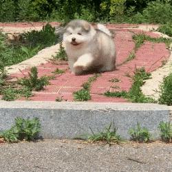 小时候可爱长大后霸气的阿拉斯加,帅气可爱的阿拉斯加