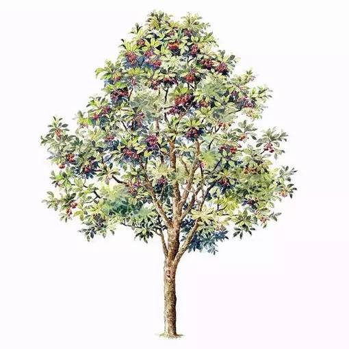 十种不同树叶的画法,五种不同树木的画法简单的