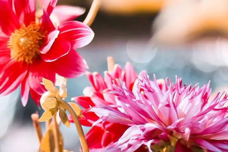 四川省都江堰市玉堂小学,都江堰市玉堂小学四年级1班