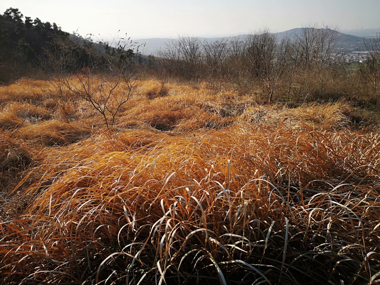 摩托周边旮旯游——探访蚌埠李楼鲁山寺遗址（上）