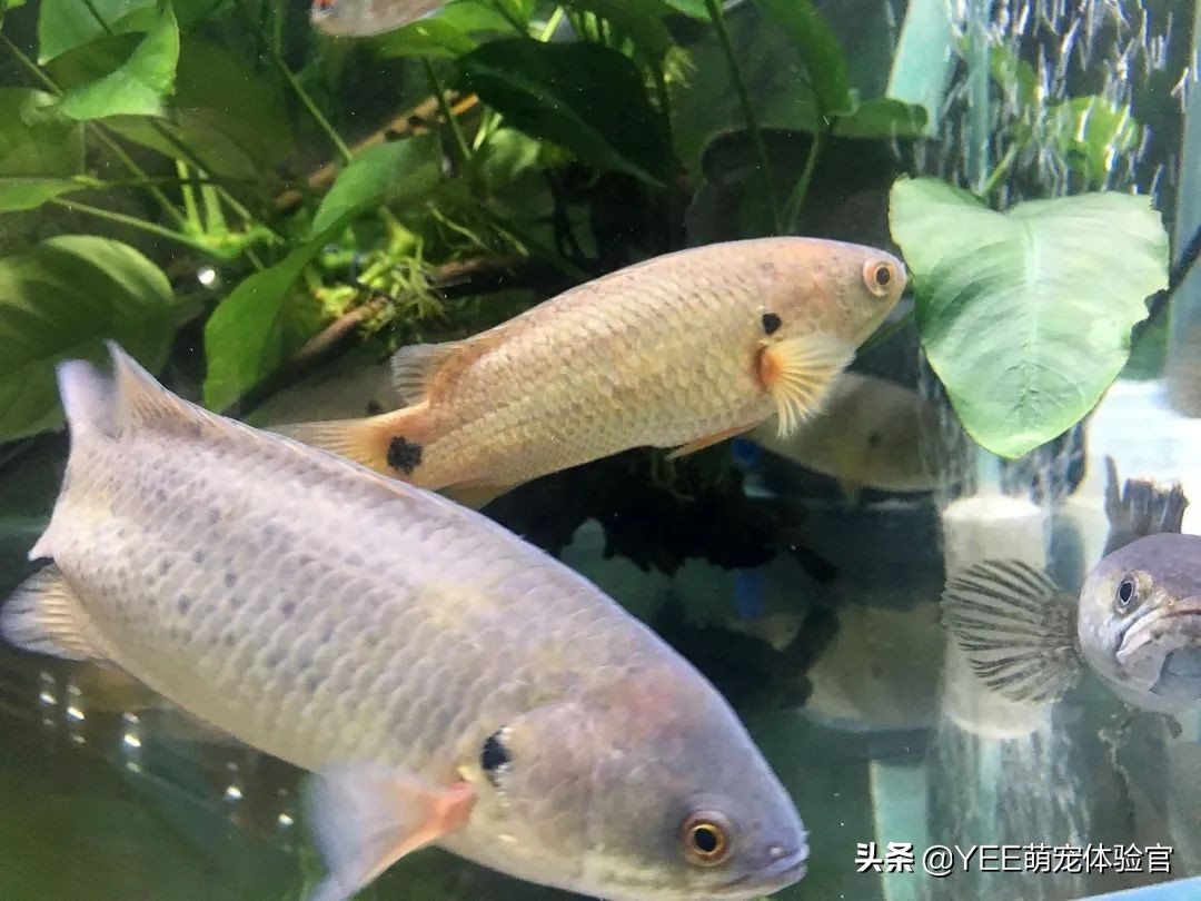 攀鲈爱吃什么东西,攀鲈最喜欢吃啥