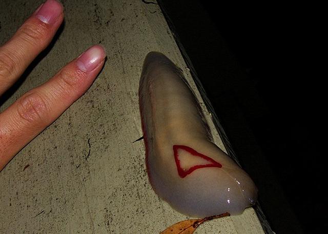 堪比国宝存在的蛞蝓，一种只剩60只，另一种可以改善土壤