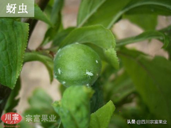 李子树常见的病虫害防治方法,如何防治李子树虫害