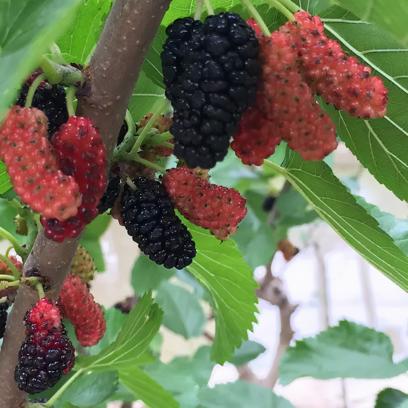 果桑的栽培方法,果桑果树栽培视频