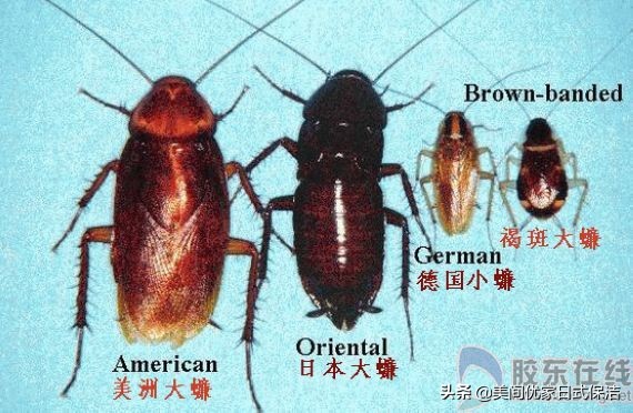 家居常见虫图片大全,家居虫类科普图文